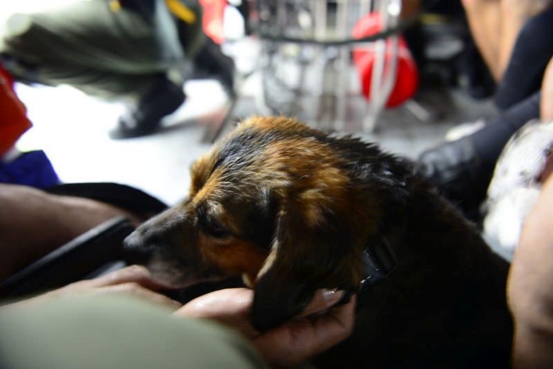 Coast Guard Air Station Houston responds to search and rescue requests after Hurricane Harvey in Houston, Texas, Aug. 27, 2017. Photo credit: Coast Guard News (Petty Officer 3rd Class Johanna Strickland) / Flickr