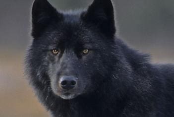 Romeo, Juneau's Pet Wolf