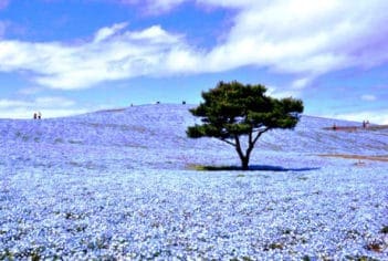 470 always blooming blue flowers in Hitachi Seaside Park in Ibaraki, Japan
