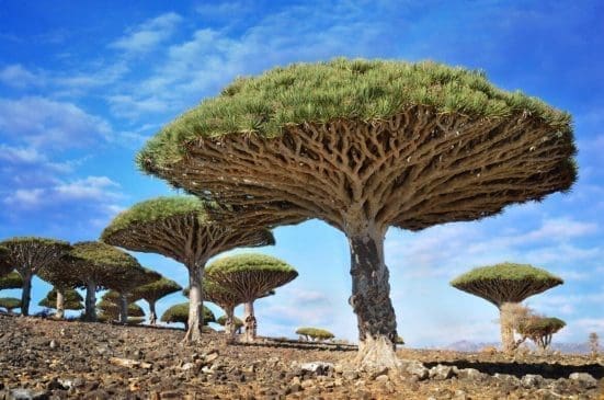 Socotra