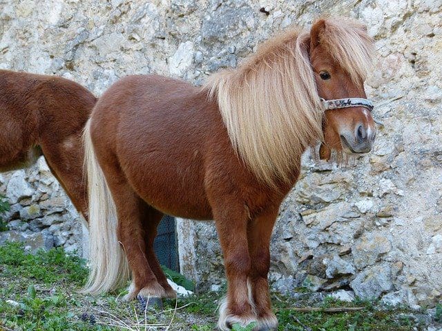 Guide Horse