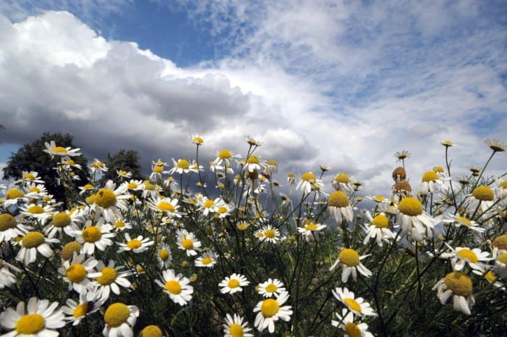 Mindful Gardening, Gardens, Mindful Living Network, Mindful Living, Dr. Kathleen Hall, The Stress Institute, OurMLN.com, MLN, Alter Your Life