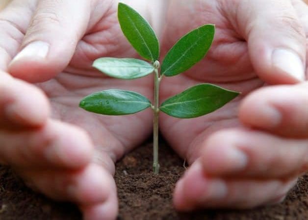 Mindful Living Network, Mindful Living, Dr. Kathleen Hall, The Stress Institute, OurMLN.com, MLN, Alter Your Life, Mindful Gardening, Gardens