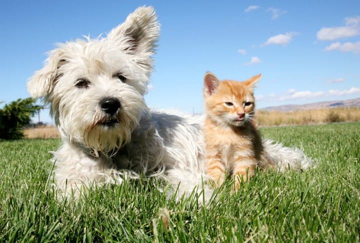 Mindful Living Network, Mindful Living, Dr. Kathleen Hall, The Stress Institute, OurMLN.com, MLN, Alter Your Life, Mindful, Mindful Animals, Animals,