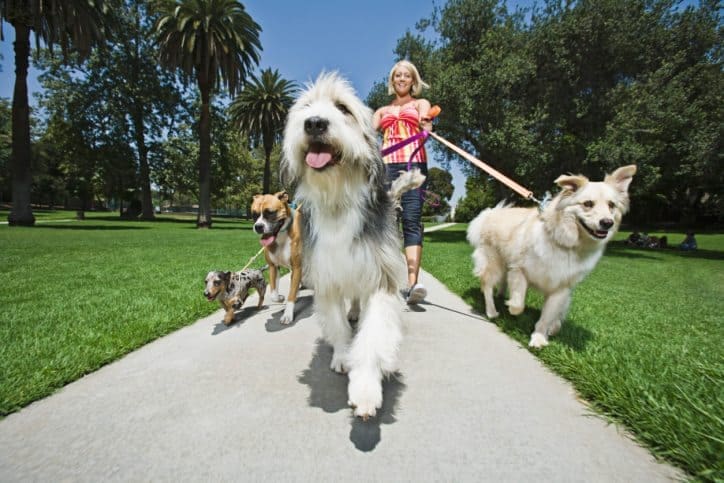 dog, dogs, dog day