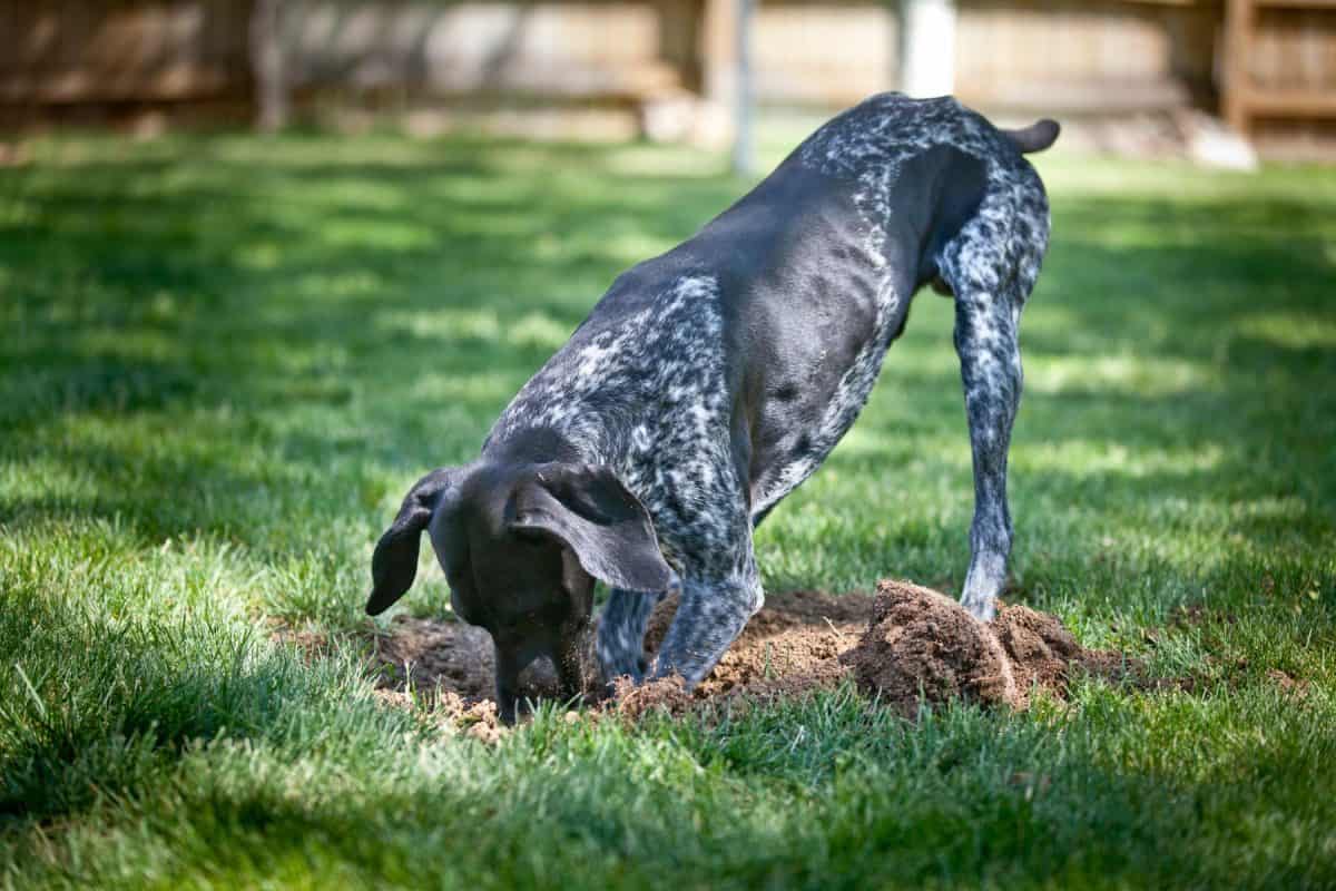 how to keep dogs from digging