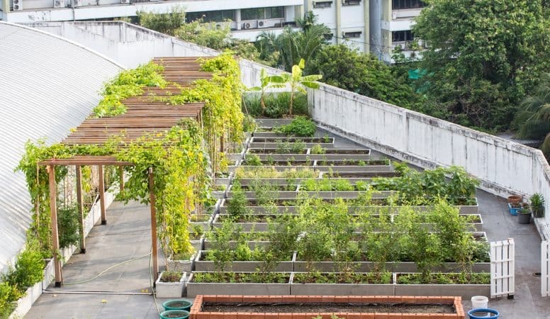 Rooftop Garden, Mindful Gardening