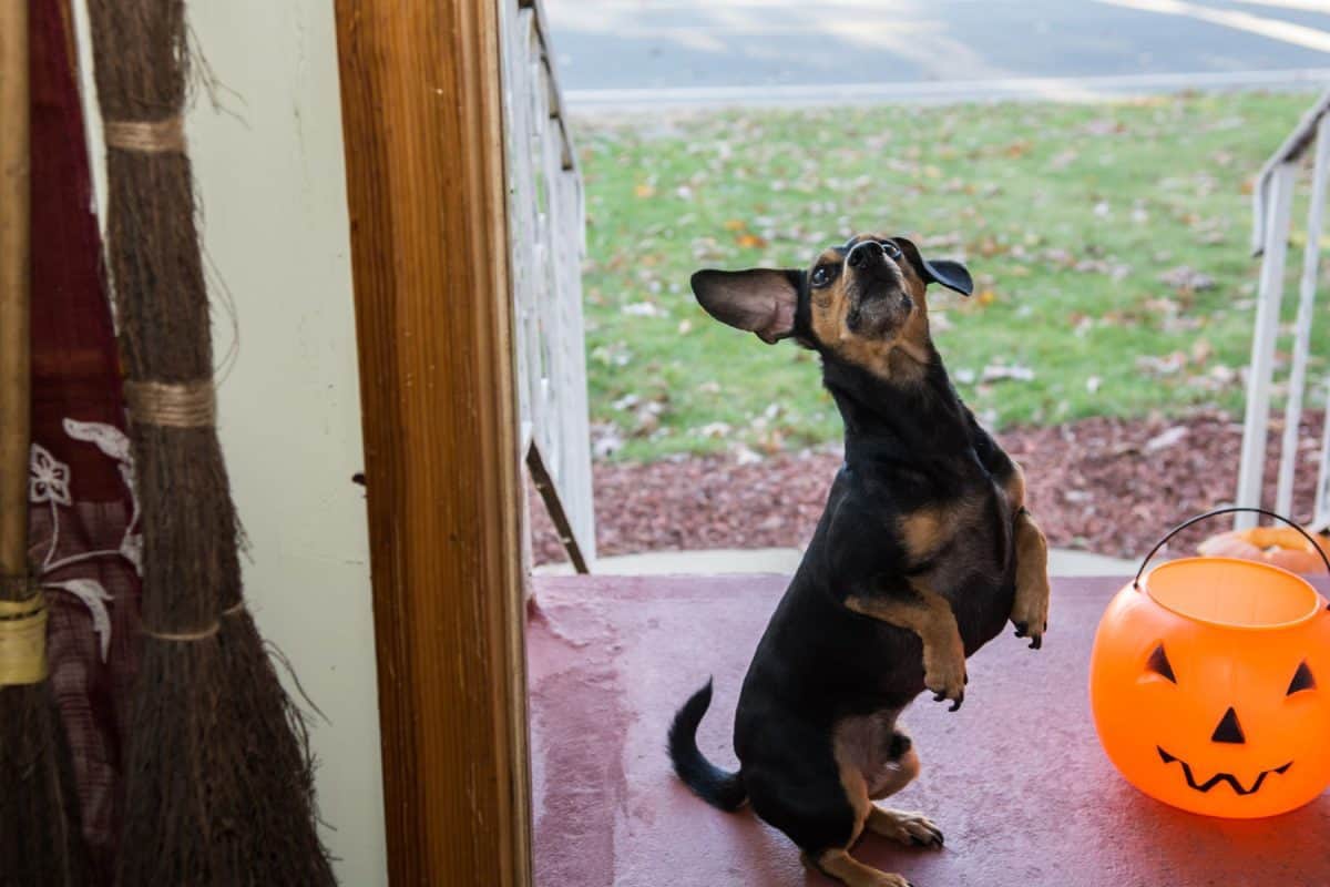 pet treats, cat treats, dog treats