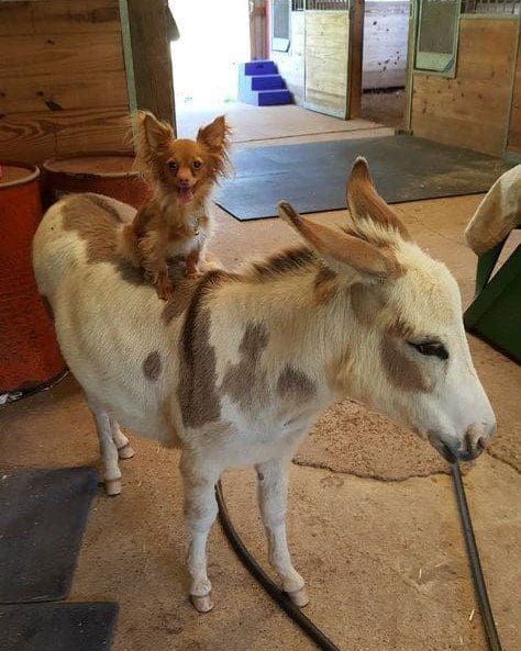 chihuahua, donkey, unusual friendship, animal friendship