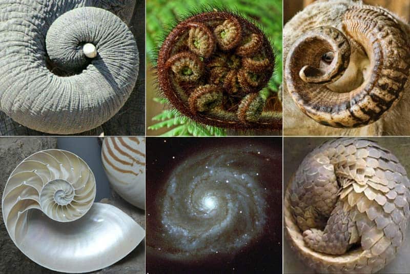 The Fibonacci Sequence in Nature