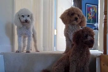 The Guilty Poodle