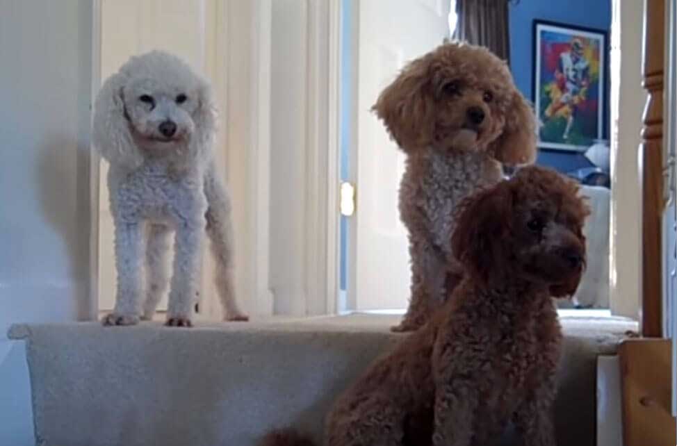 The Guilty Poodle