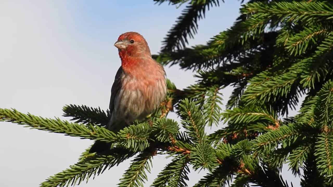 Video of a House FInch Singing