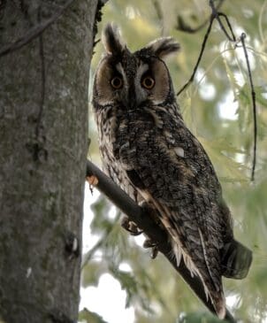 long-eared-owl-731002_640